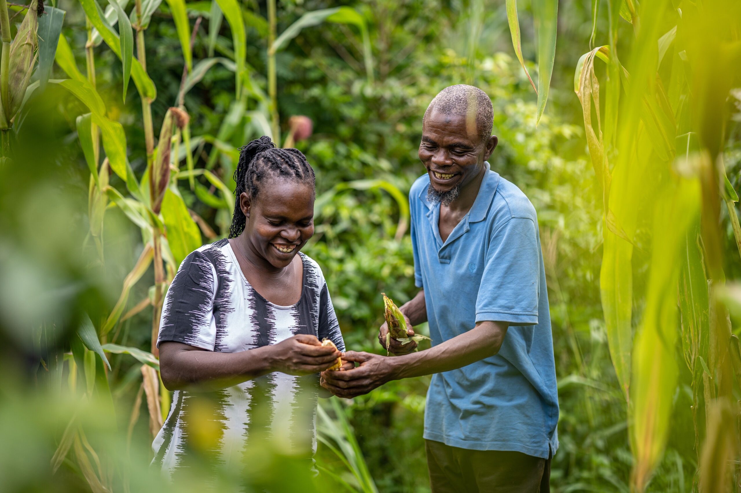 Vi Agroforestry's Innovative Projects for Climate Resilience