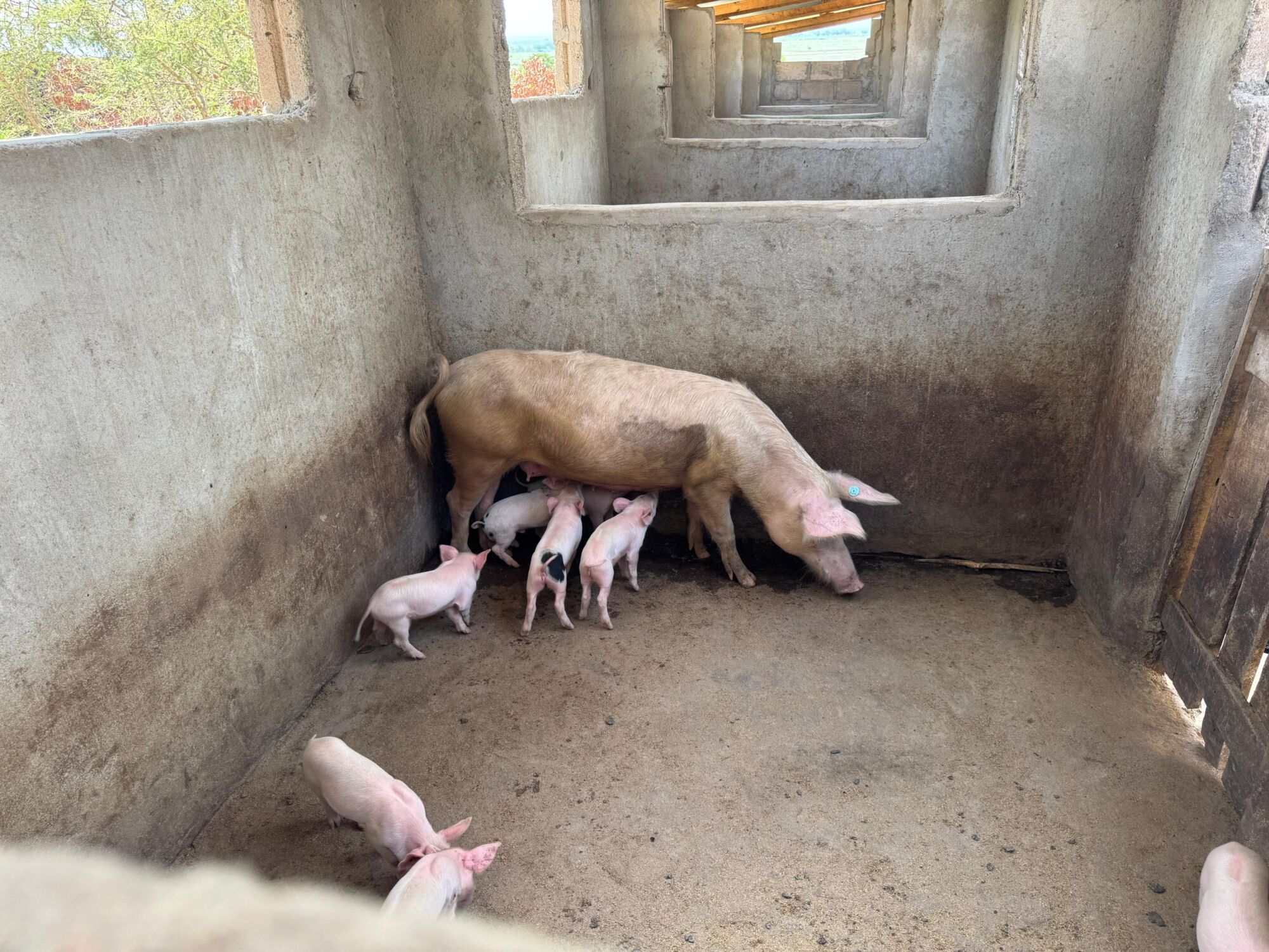 Pig Rearing Project From One Cent to Lasting Change: How Postcode Lottery Helps Farmers ...