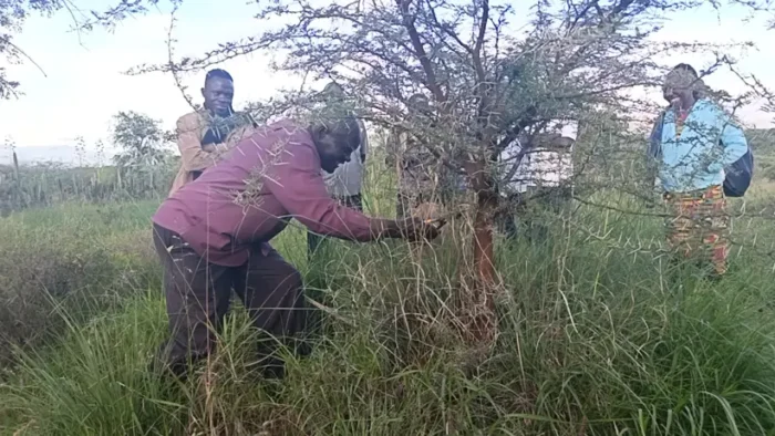 William Makokha demonstrates coppicing techniques during a practical FMNR session at the Tomena Livestock Café site. Photo S. Mureithi